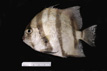 Chaetodipterus faber, Atlantic Spadefish, from SEAMAP Collections